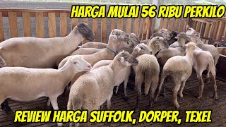 REVIEW HARGA DOMBA SUFFOLK DORPER AWASSI TEXEL HARGA MULAI 56 RIBU PERKILO DI PANCA JAYA FARM [upl. by Matless980]