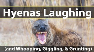 Hyenas laughing and whooping giggling and grunting [upl. by Daph]