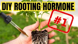 3 FASTEST HOMEMADE ROOTING HORMONES  Organic Powerful And Safe [upl. by Caryn]