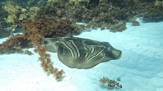 Bremer Bay Dive [upl. by Eshelman]