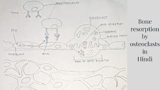 Bone resorption by osteoclasts  med tutorials [upl. by Noraha]