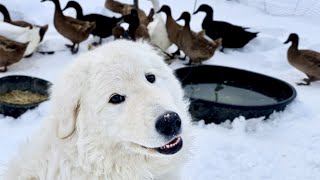 Toby the Dog that Guards Ducks [upl. by Ecal844]