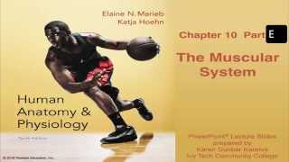 Anatomy and Physiology Chapter 10 Part E Lecture The Muscular System [upl. by Rollo]