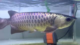 Malaysian Golden Blue Base MGBB 11inch  Arowana Fish [upl. by Mead]