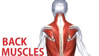 Back Muscles Anatomy  Trapezius Latissimus Rhomboid Anatomy [upl. by Ahsilrae]