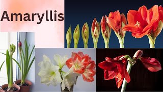 Amaryllis Flower  Flower That Bloomed From Heart Blood Of A Shepherdess  Flower Of Love [upl. by Aligna]