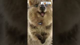 Quokka The Happiest Animal on Earth HappiestAnimal CuteAnimals Wildlife NatureLovers Animals [upl. by Lunsford]