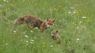 les renards dans la prairie [upl. by Iramohs]