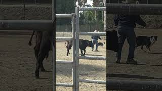 ROUND 2  MY SHEEP HERDING BOSS amp HIS BORDER COLLIE SUNNY ON CATTLE NO GOOD [upl. by Noira319]