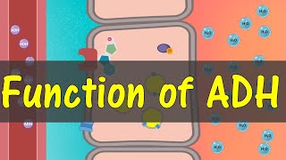 Function of ADH [upl. by Lezlie657]