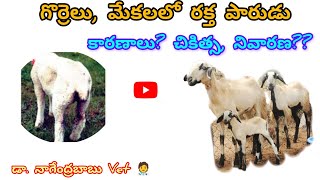 రక్త పారుడు వ్యాధిcoccidiosis in sheep and goats amp treatmentcoccidiosis sheepdisease deworming [upl. by Penland]