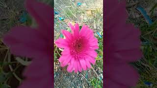 Zarbera flowering plants garden shortvideo [upl. by Khorma]