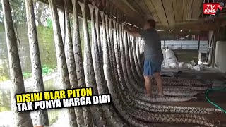 Ribuan Ular Piton Besar Tak Berkutik Ditempat Ini  Berhasil Kaya Raya Dari Bisnis Ular Piton [upl. by Fezoj864]