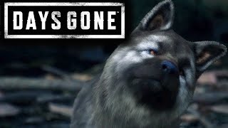 DAYS GONE  MİNİK KÖPEK  BÖLÜM 14 [upl. by Leticia]