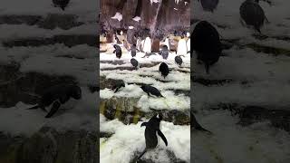 পেঙ্গুইন  Penguin  Sea world  Florida [upl. by Hakkeber]