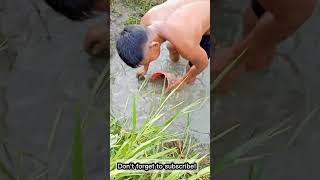 Catching mudfish and catfish in the rice field for cooking specialty fish filled with coconut milk [upl. by Assej]