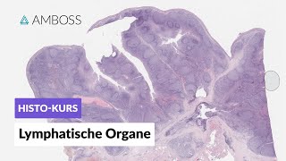 Histologie Lymphatische Organe Lymphknoten Milz Tonsillen GALT Thymus  AMBOSS Video [upl. by Westlund]