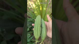 Jhinga Puda  Janhi poda  ridge gourd  Turai Bharta villagefood odiarecipe deleciousfood [upl. by Erna]