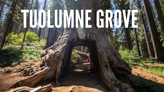 Tuolumne Grove A Great Family Friendly Sequoia Grove Hike in Yosemite [upl. by Gordan]