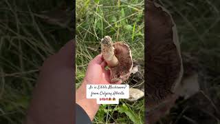 Is this Edible Mushroom mushroom mushrooms ediblefood [upl. by Lasala]