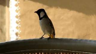 Whiteeared Bulbul Mondawa Rajasthan India [upl. by Anneuq]