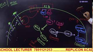 CELL SIGNALING PART 3 II GPCR REGULATION II RTK SIGNALING II CSIR NET LIFE SCIENCE [upl. by Aytak]