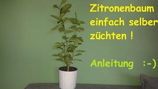 Zitronenbaum selber ziehen  exotische Pflanzen züchten  Anleitung Zitronenpflanze aus Kern  DIY [upl. by Gilberta]