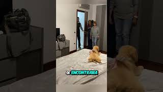 Perdió a su anterior perro pero consiguió un nuevo amigo [upl. by Netneuq]