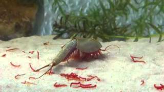 Triops Longicaudatus eating bloodworms [upl. by Enogitna]