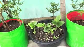 MY GARDEN ON A RAINY MORNING  বৃষ্টিভেজা সকালে দেখে নিন গাছে ফলে থাকা উচ্ছে ও তরমুজ 🍉👩🏻🌧 [upl. by Asenev486]