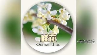 学习香水原料：桂花（Osmanthus） [upl. by Blockus438]