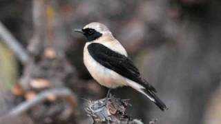 Olivier Messiaen  Catalogue doiseaux Le traquet stapazin Blackeared Wheatear [upl. by Ryley]