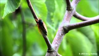 Magicicada cassini mating call Brood III [upl. by Behm]