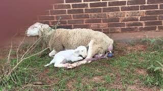 Ewe Lambing Sheep giving birth [upl. by Iknarf]