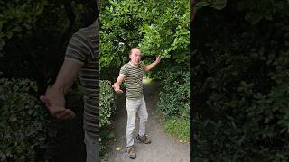 How big can Griselinia get arboretum gardening explore permaculture hedges evergreen garden [upl. by Ilajna783]