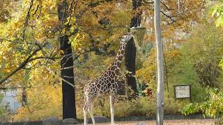 Zoologischer Garten Berlin [upl. by Thun410]