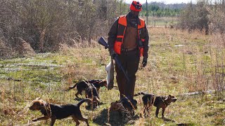 Building a rabbit dog BEAGLE BROTHERHOOD [upl. by Cardew]