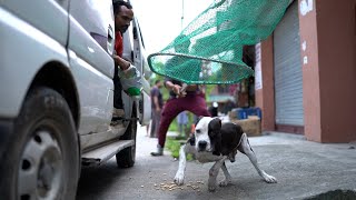 Rescuing a Pitbull a Rottweiler dog and a Monkey [upl. by Eastman]