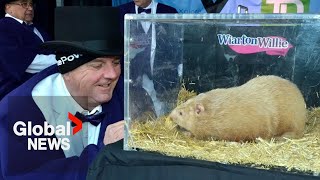 Groundhog Day 2024 Wiarton Willie predicts early spring for Canada [upl. by Faletti461]