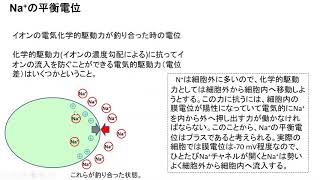 平衡電位 [upl. by Ecnarretal]