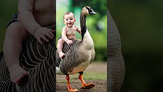 quotJoyful Ride Baby Enjoying a Duckback Adventurequot cute birds duck [upl. by Adniralc]