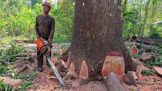 Excellent ‼️ Mahogany tree 100 feet high [upl. by Wystand]