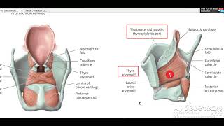 Laryngeal muscles action 4 [upl. by Joseph]