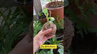 How to make KokedamaAncient japanese moss ballkokedama bonsaimossballdiy hangingplantsshorts [upl. by Flosser265]