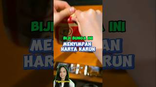 Biji bunga matahari misterius surprise sunflower moments mystery fun entertainment shorts [upl. by Sidonius981]