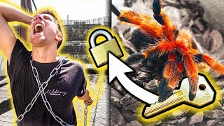 MITBEWOHNER ANGEKETTET Spinne bewacht den Schlüssel🕷😱 [upl. by Boot]