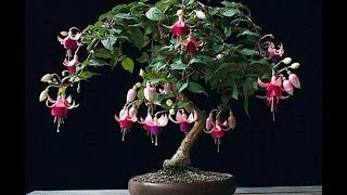 Fuchsia Bonsai [upl. by Kcirb421]