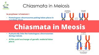 Chiasmata in Meiosis  Cell Cycle [upl. by Silva26]