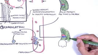 Thrombocytopaenia low platelets Overview  platelet physiology classification pathophysiology [upl. by Slemmer]