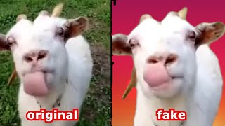 goat flapping its tongue fake vs original [upl. by Enidanreb]